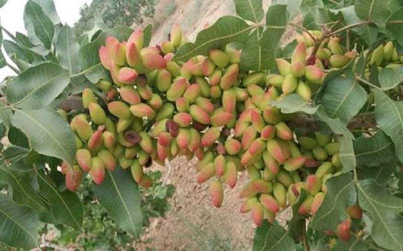 پسته، طلای سبزِ اقتصاد کشاورزی سیستان‌وبلوچستان