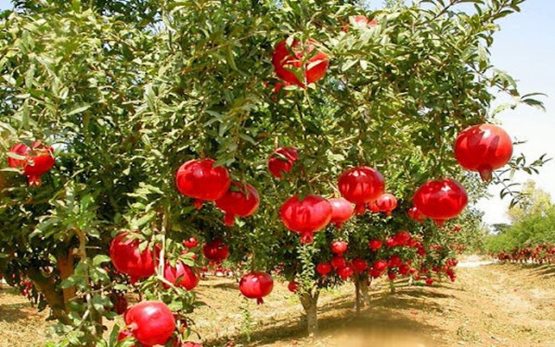 سرخی انار، مهمان باغ‌های زاهدان شد