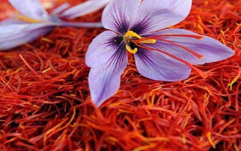 سطح زیرکشت زعفران سیستانوبلوچستان به ۵۱ هکتار رسید