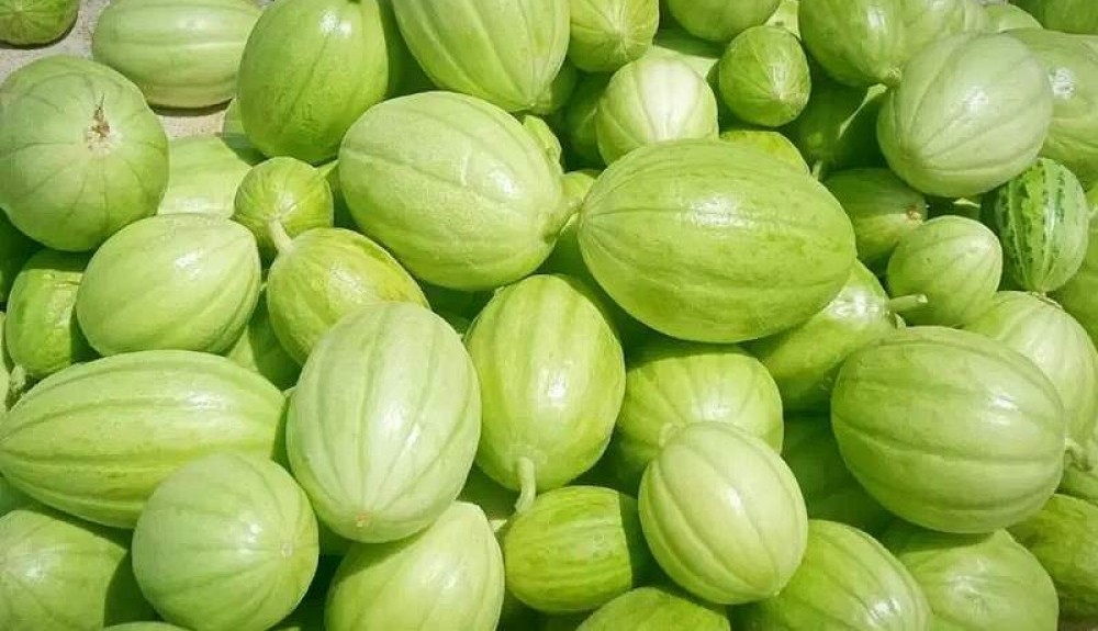 کشت ۸۰۰ هکتاری پشمک در زهک