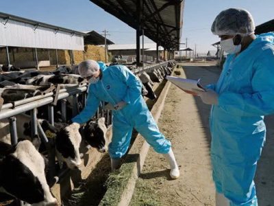 «تب مالت» خطر خاموش در سایه قربانی دام