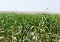 کشت سورگوم در سیستان‌وبلوچستان از ۲ هزار هکتار گذشت