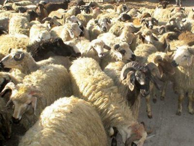 جریمه ۷۰ میلیاردریالی برای قاچاقچی دام