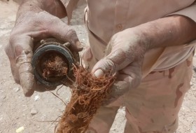 ریشه درختان از عوامل بروز اختلال قطعی آب