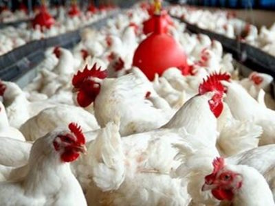 چشم‌انداز خودکفایی گوشت مرغ در سیستان‌وبلوچستان