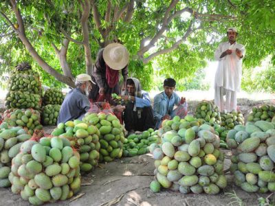 برداشت سالانه ۱۷ هزار تن انبه