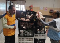 معدوم‌سازی ۵۲۷ کیلو گوشت فاسد در زاهدان