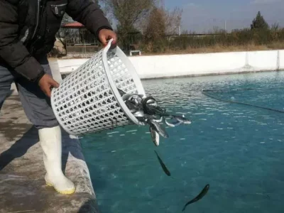 پرورش ماهی مسیری نو در اشتغال‌زایی هامون