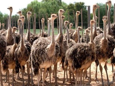 صنعت شترمرغ فرصت طلایی برای سرمایه‌گذاری در سیستان