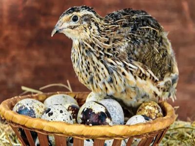 اشتغال پایدار با پرورش بلدرچین در هامون