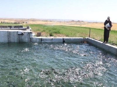 استخرهای هامون جان تازه به کشاورزی دادند