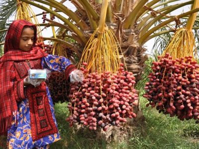 سیستان‌وبلوچستان نگین درخشان صنعت خرمای ایران