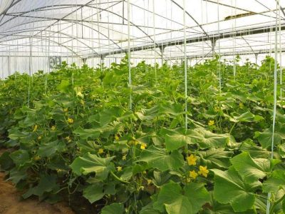 گلخانه‌ها امید تازه در دل خشکسالی سیستان‌وبلوچستان