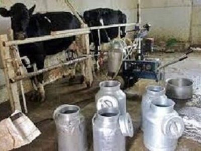 تولید روزانه ۱۰۰ تن شیر در دامداری‌های زاهدان