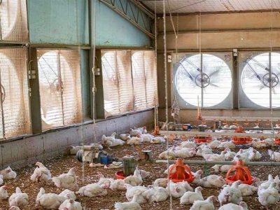 تولید ۲۴ هزار تن مرغ در سیستان‌وبلوچستان