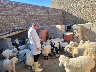 پایان واکسیناسیون دام سبک در هامون