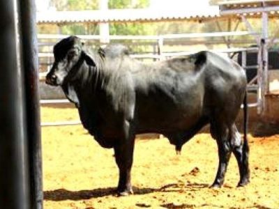 گاو سیستانی میراث ژنتیکی شرق ایران