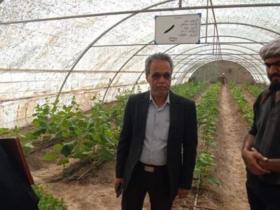 آغاز فصل کشت محصولات گلخانه‌ای در شهرستان هامون