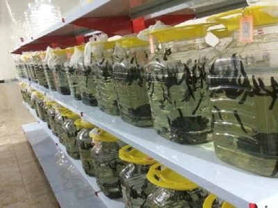 زالوپروری شغلی نو برای توسعه روستاها است