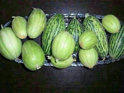 شکوفایی دوباره جالیز در دل سیستان