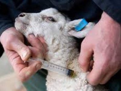 واکسیناسیون رایگان دام‌های سبک‌وسنگین در زابل