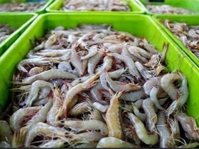 افزایش سطح زیرکشت میگو در سواحل مکران