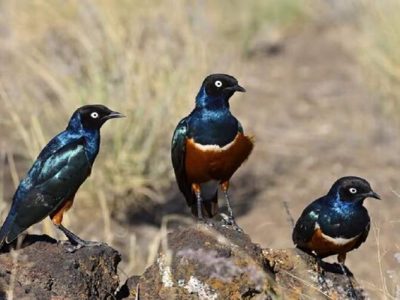 آغاز پایش زیستگاه‌های پرندگان در سیستان‌وبلوچستان