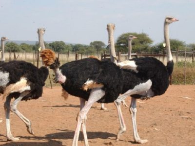 سیستان قطب نوظهور پرورش شترمرغ در ایران