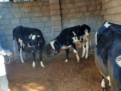 واکسیناسیون رایگان دام‌های سنگین در هامون