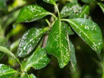 مدیریت یکپارچه آفات راه‌حل پایدار تولیدات گلخانه‌ای