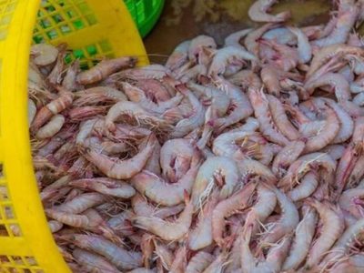 صادرات ۹۰ درصد آبزیان سیستان‌وبلوچستان به بازارهای خارجی