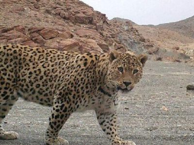 مشاهده پلنگ در منطقه حفاظت شده بیرک