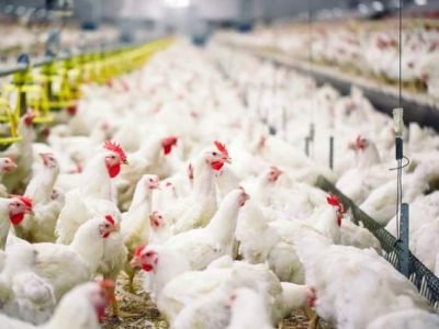 نیمروز پیشتاز نوین صنعت تولید پروتئین کشور