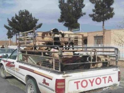 کنترل تردد دام، سد اصلی تب برفکی