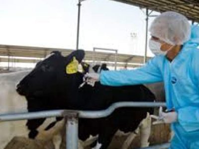 واکسیناسیون ۴۷ هزار دام علیه لمپی‌اسکین