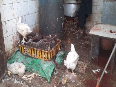 تشدید برخورد با کشتار غیرمجاز مرغ در سیستان‌وبلوچستان