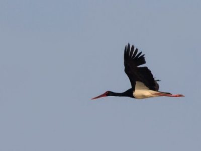 مشاهده لک‌لک سیاه پس از هفت سال در زهک