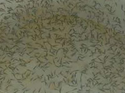 حفظ ذخایر دریا با رهاسازی میگو