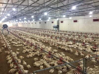 صنعت طیور پیشران اقتصاد محلی در سیستان‌وبلوچستان