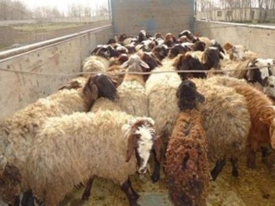 ظرفیت مناسب مرزهای سیستان‌وبلوچستان برای واردات دام زنده