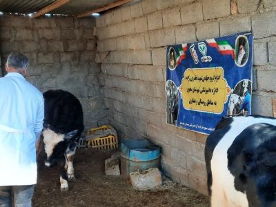  آغاز فاز دوم واکسیناسیون دام‌ها در هامون