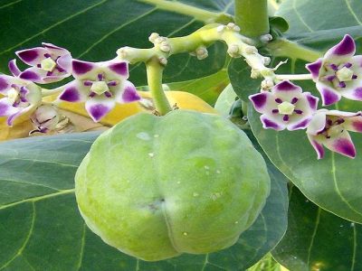 گیاه استبرق، گنج بومی اشتغال جنوب‌شرق ایران