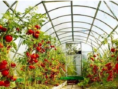 سطح گلخانه‌های سیستان‌وبلوچستان به ۸۷۸ هکتار رسید