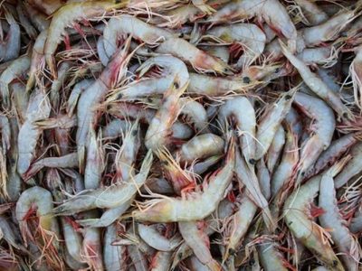 مکران، پیشتاز توسعه آبزی‌پروری و اقتصاد دریامحور ایران