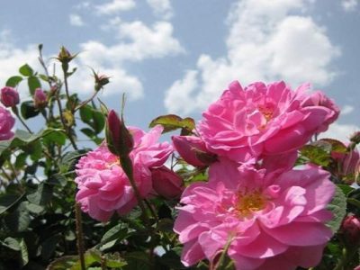 گل محمدی، ناجی اقتصاد کشاورزان زهک