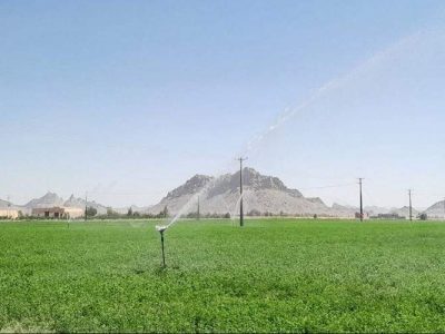 برداشت سالانه ۴ هزار تن یونجه در خاش