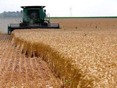 آغاز برداشت خوشه‌های طلایی گندم در زاهدان