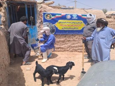 واکسیناسیون ۵۴۳ رأس دام در اردوی جهادی زهک