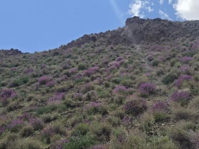 وجود ۱۰ میلیون هکتار مرتع در سیستان‌وبلوچستان