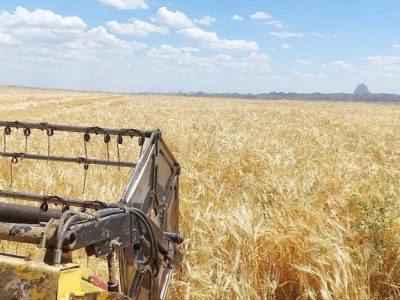 پیش‌بینی تولید ۷ هزار تن جو در خاش